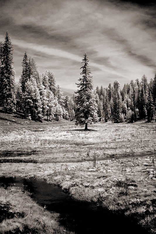 Solitary Pine In the Apache National Forest, AZ � Dave Hickey